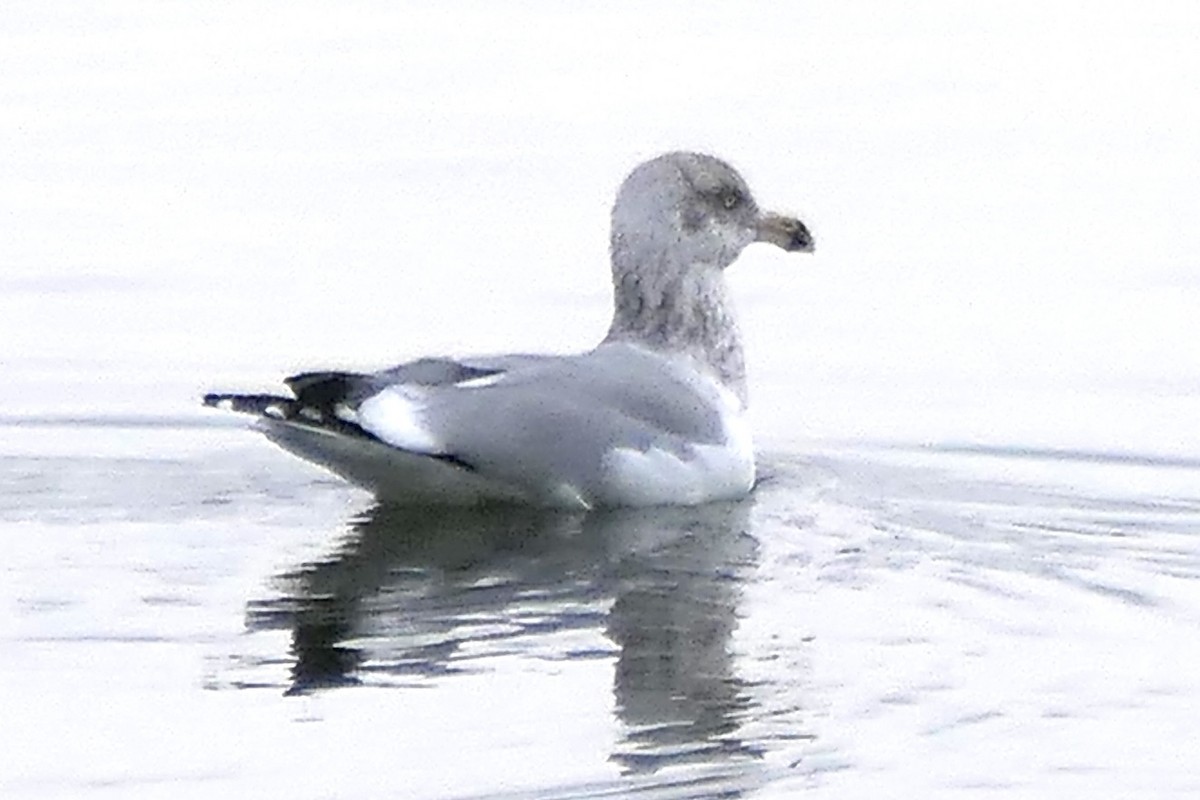gull sp. - ML646843052