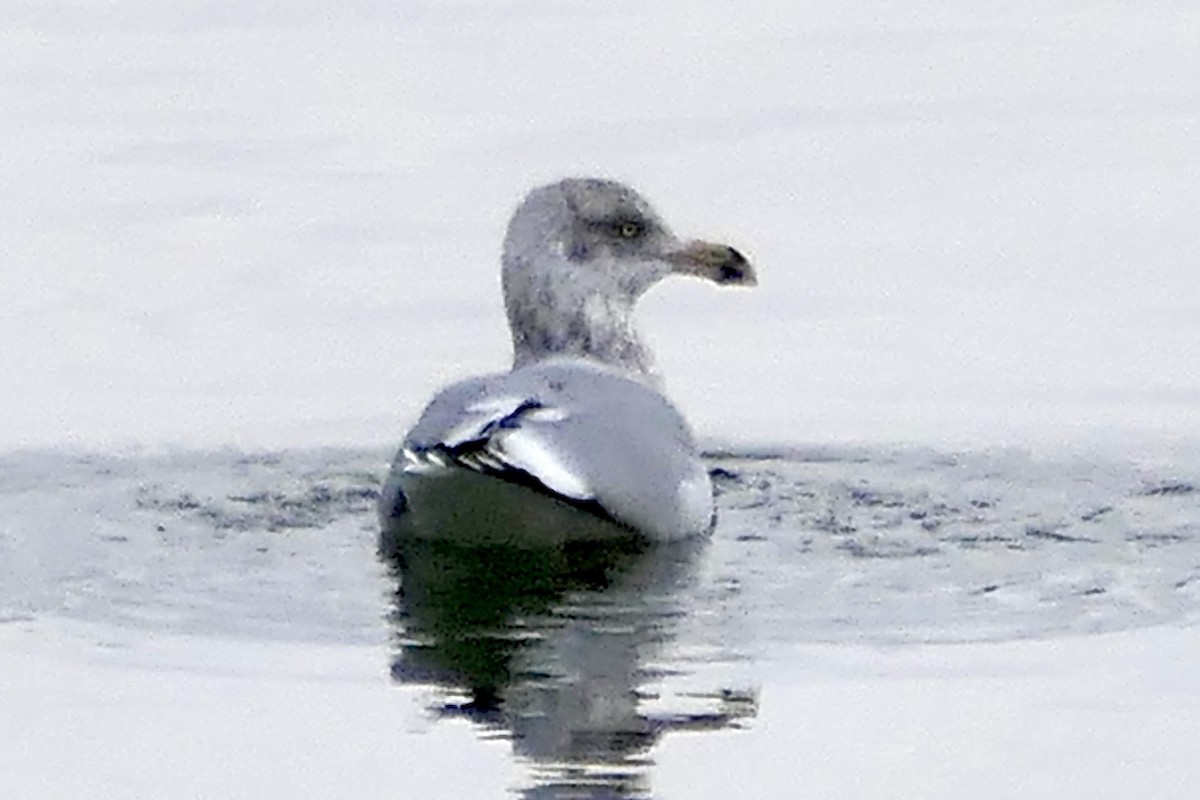 gull sp. - ML646843053