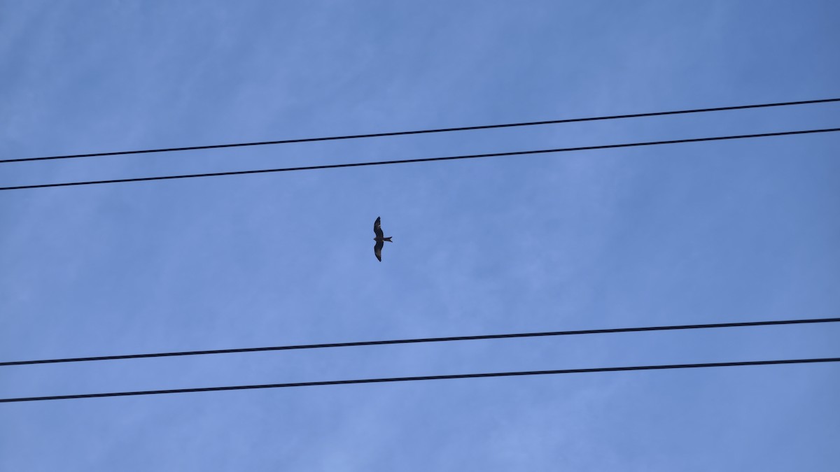 Red Kite - ML646843054