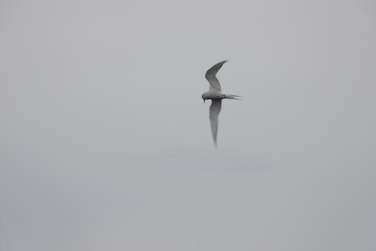 South American Tern - ML646843055
