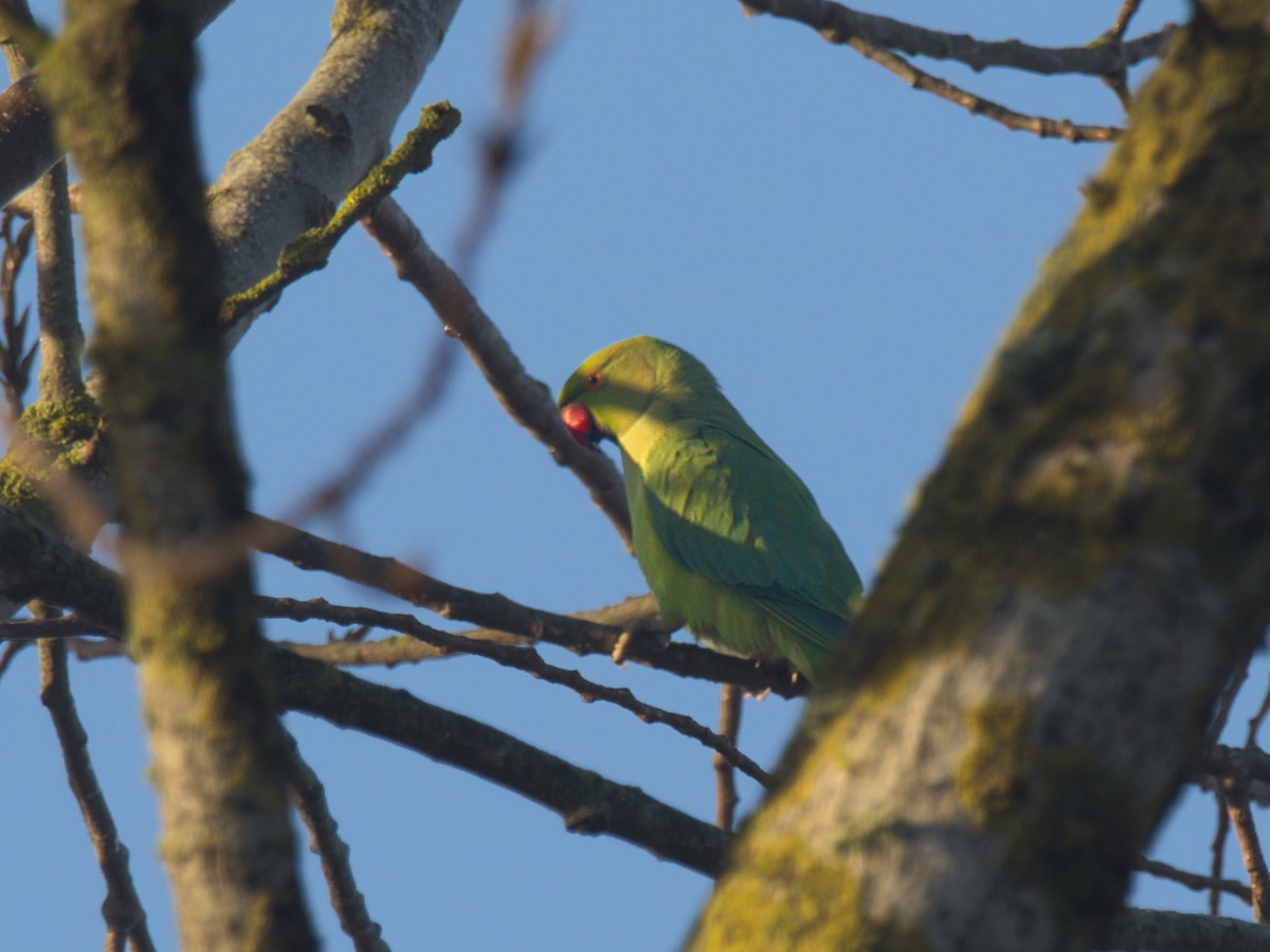 Rose-ringed Parakeet - ML646843056