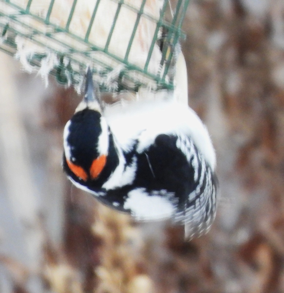 Hairy Woodpecker - ML646843057