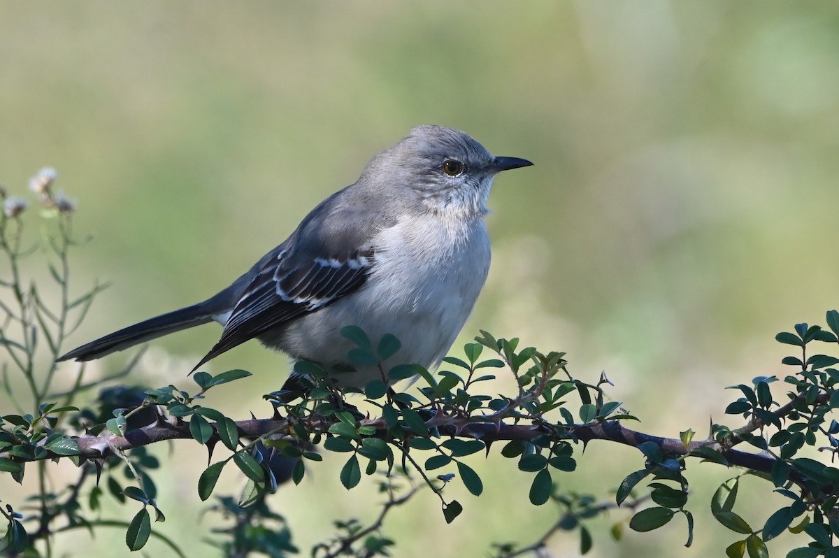 Northern Mockingbird - ML646843060