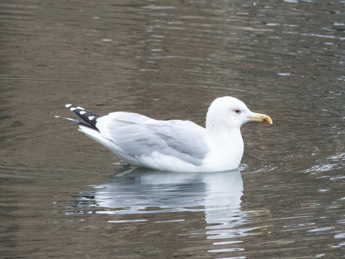 Caspian Gull - ML646843065