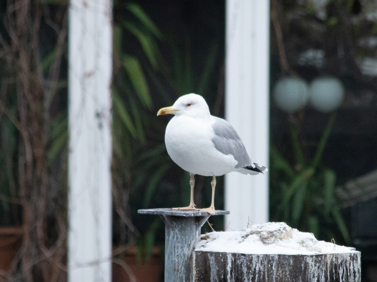 Caspian Gull - ML646843066