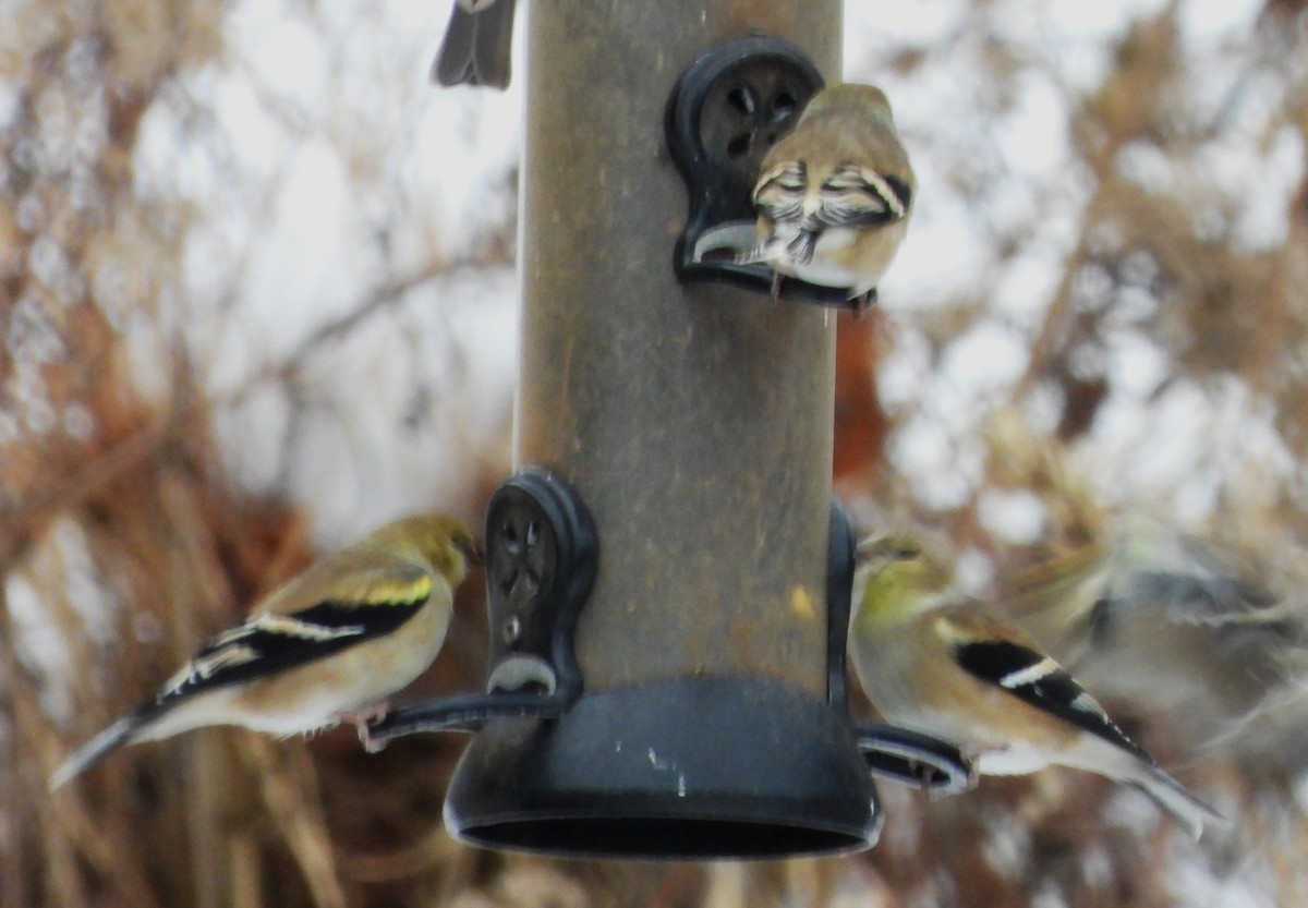 American Goldfinch - ML646843068