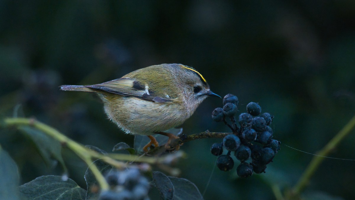 Goldcrest - ML646843071