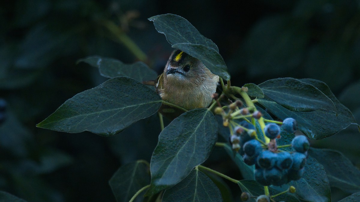 Goldcrest - ML646843072