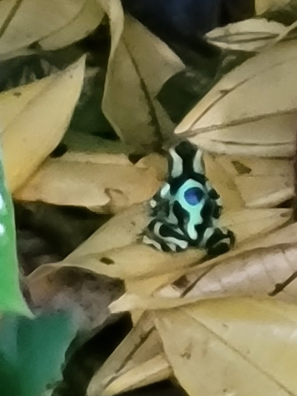 Green-and-black Poison Dart Frog - ML646843074
