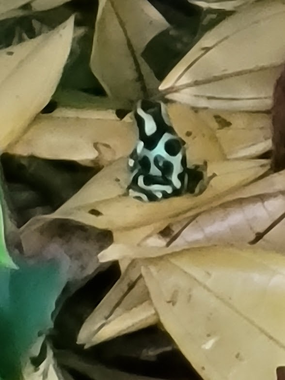 Green-and-black Poison Dart Frog - ML646843075