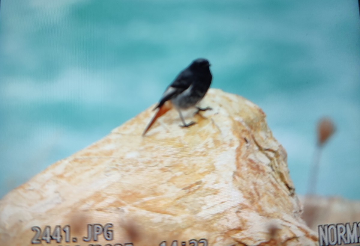 Hausrotschwanz - ML646843077