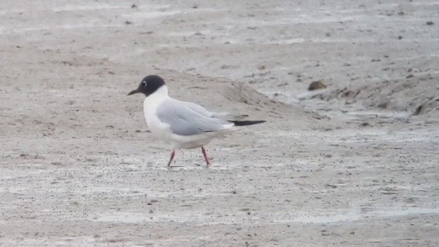 Bonaparte's Gull - ML646843079