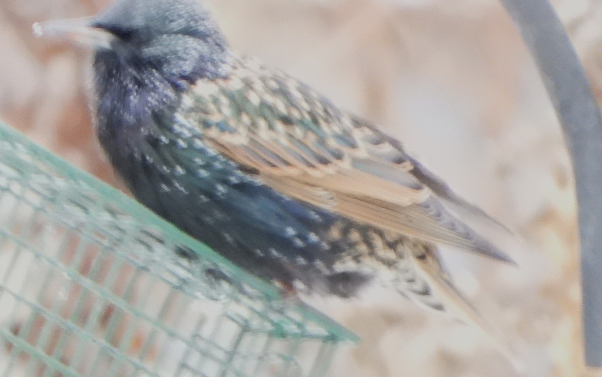 זרזיר מצוי - ML646843080