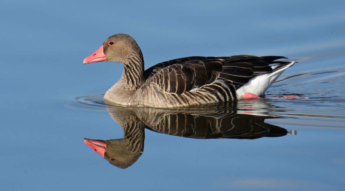 אווז אפור - ML646843083