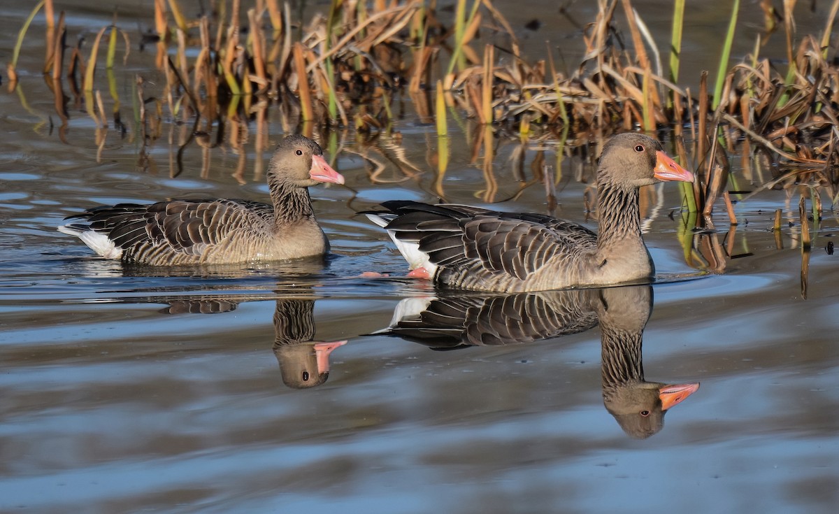אווז אפור - ML646843084