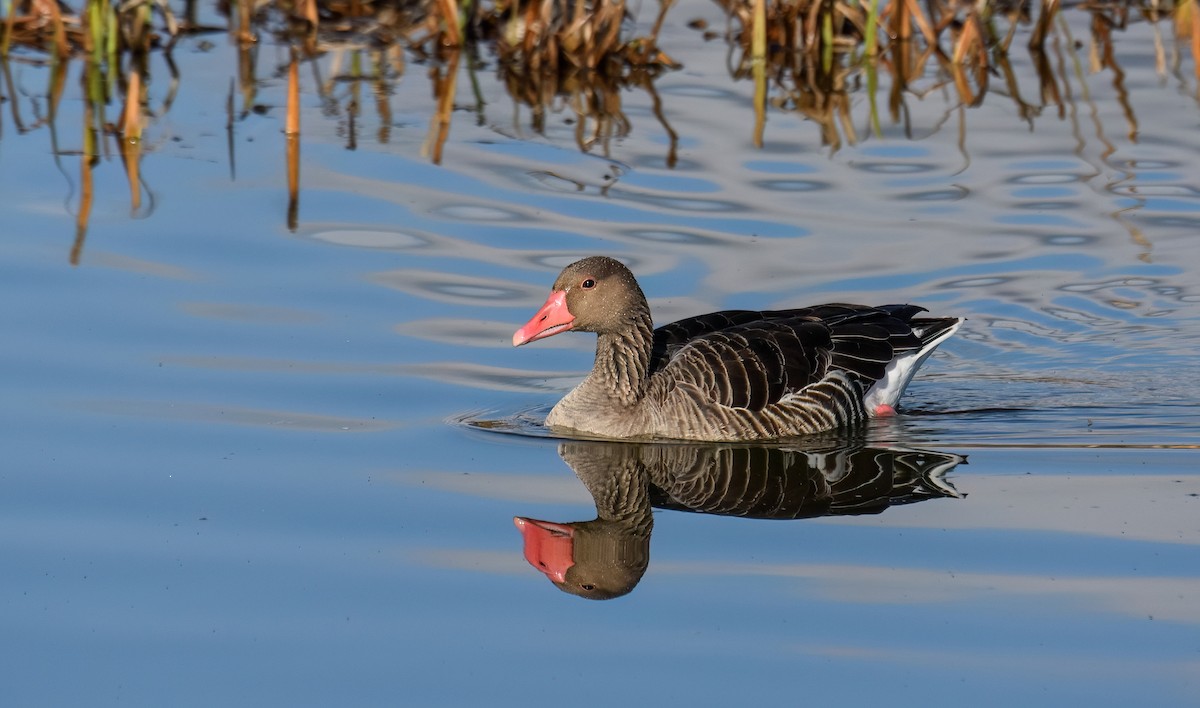 אווז אפור - ML646843085