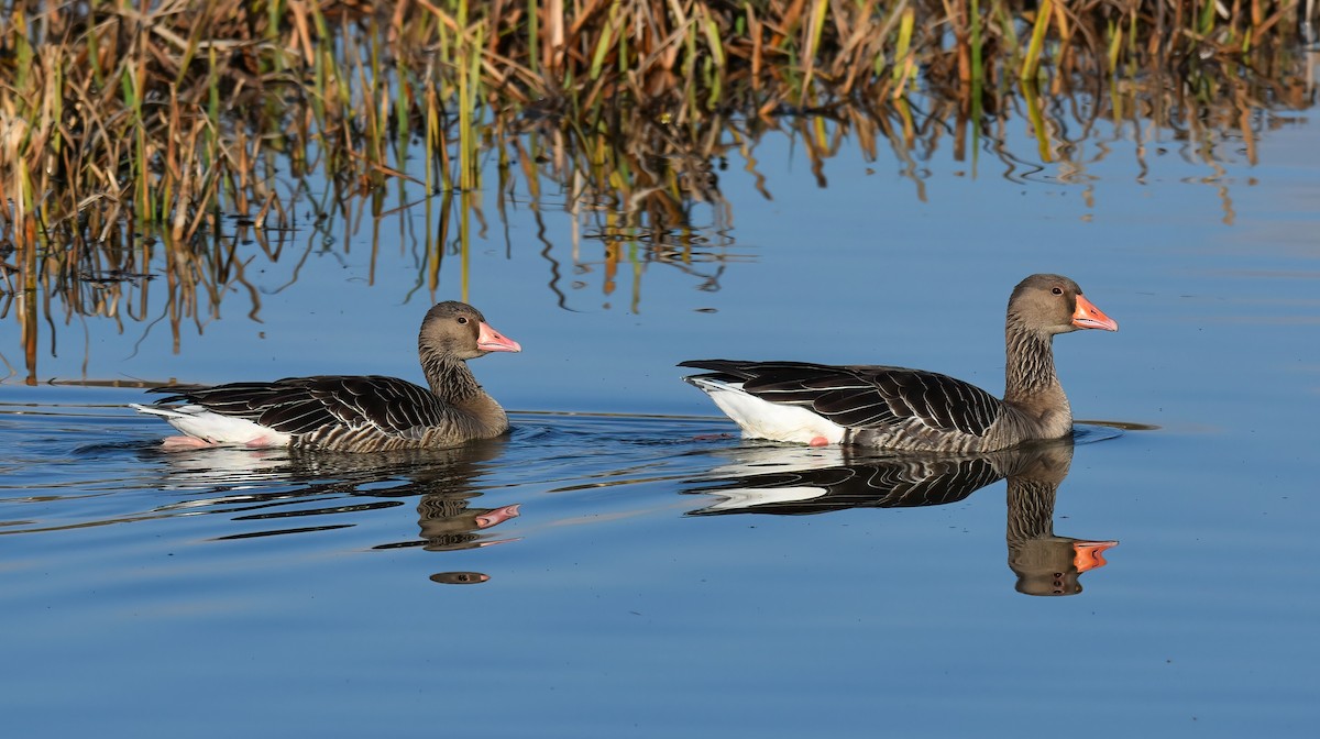 אווז אפור - ML646843086