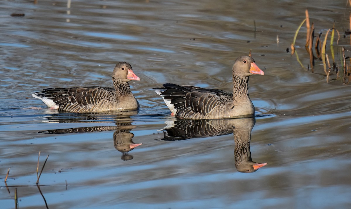 אווז אפור - ML646843087