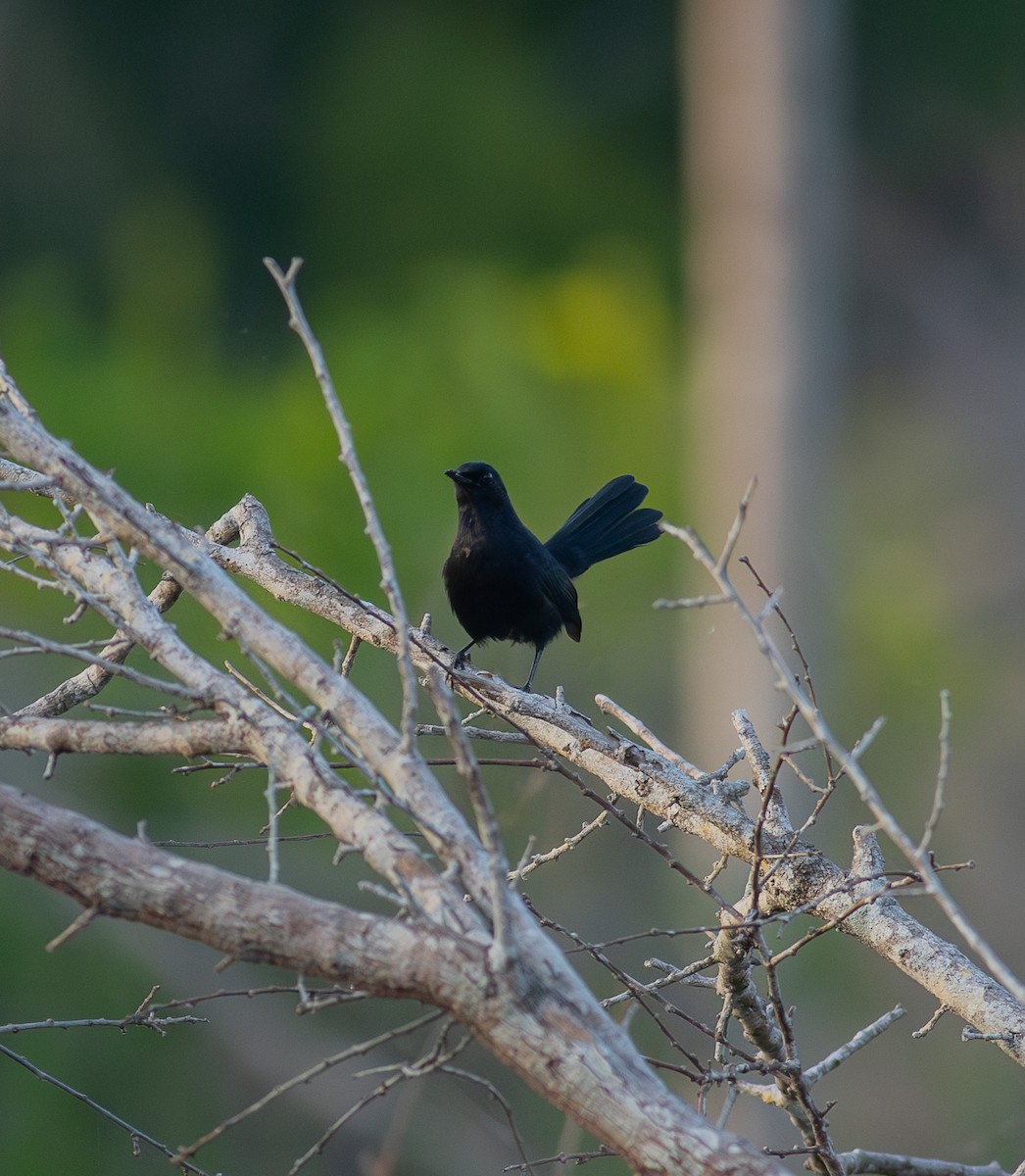 drozdec černý - ML646843091