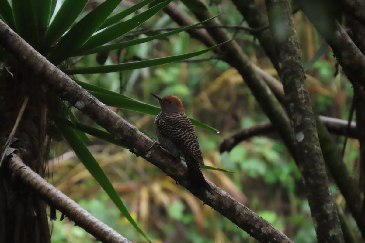 Guatemalan Flicker - ML646843092