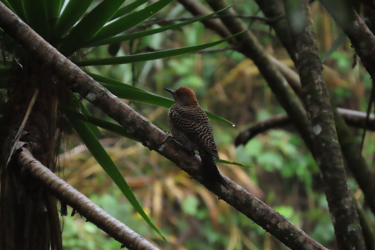 Guatemalan Flicker - ML646843093