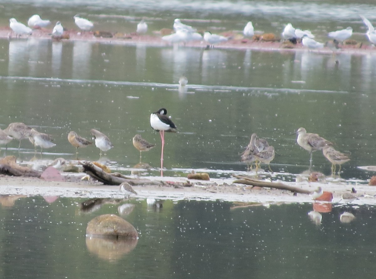 Willet - ML646843094