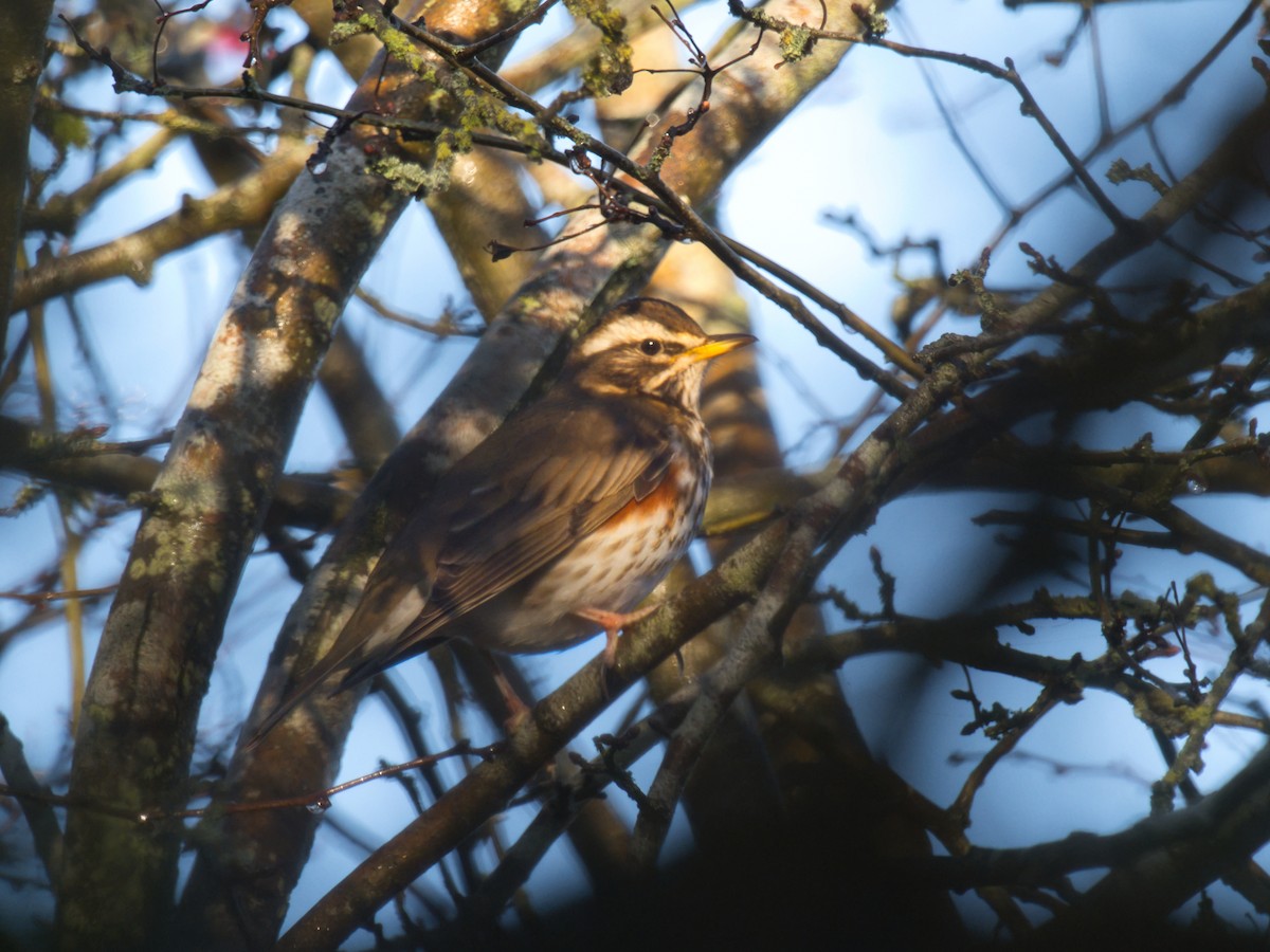 Redwing - ML646843095