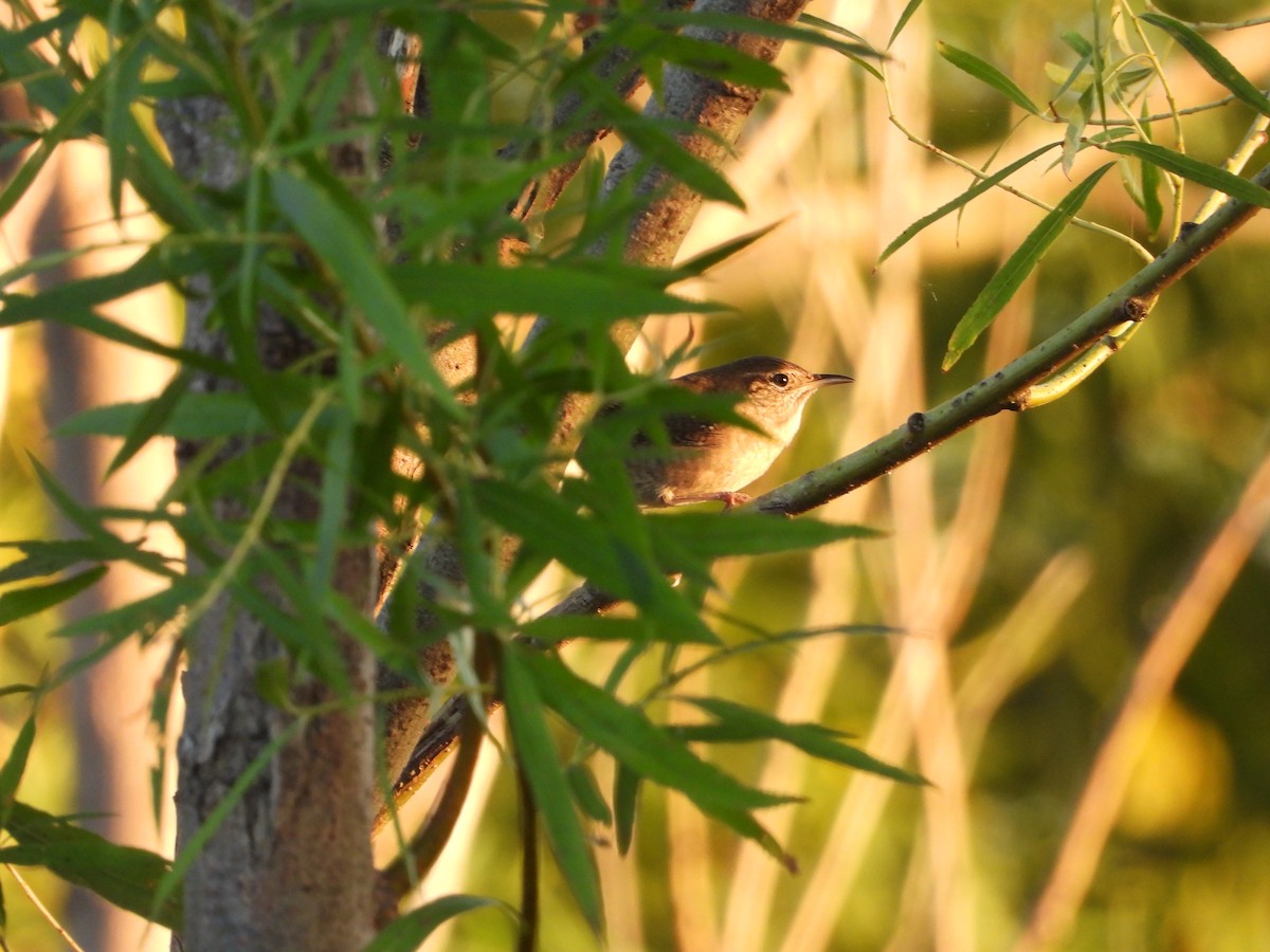 Northern House Wren - ML646843097