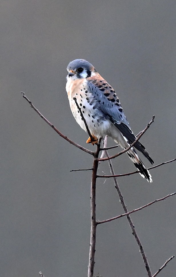 בז אמריקני - ML646843098