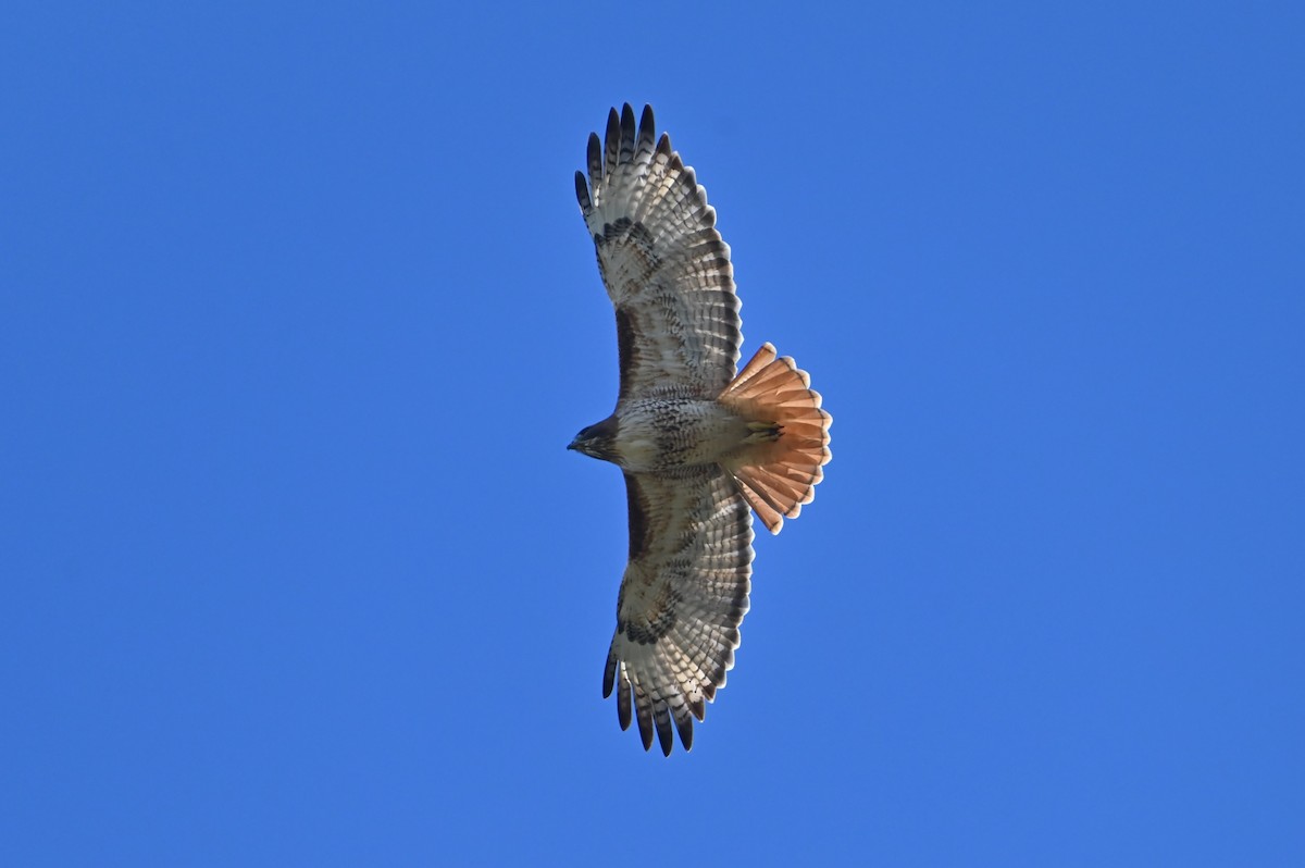 Red-tailed Hawk - ML646843100
