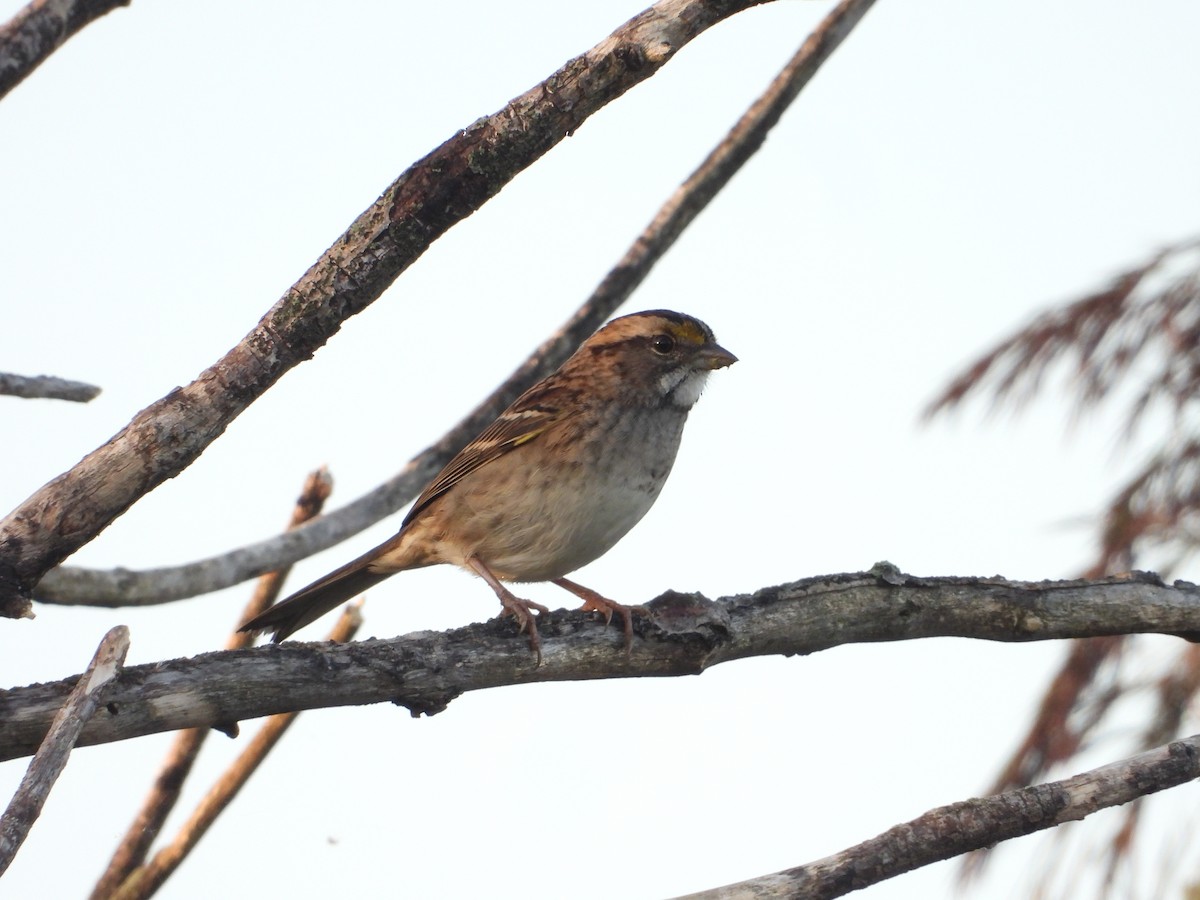 White-throated Sparrow - ML646843103