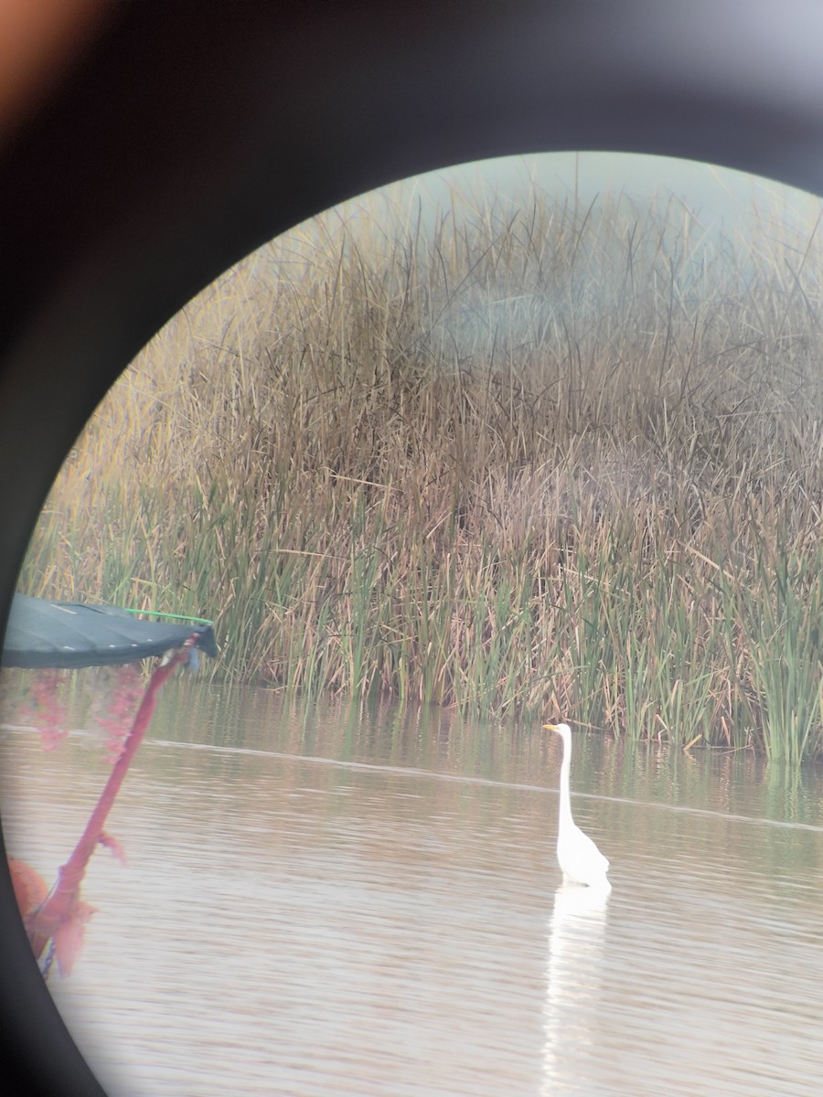 Koartza zuria - ML646843104