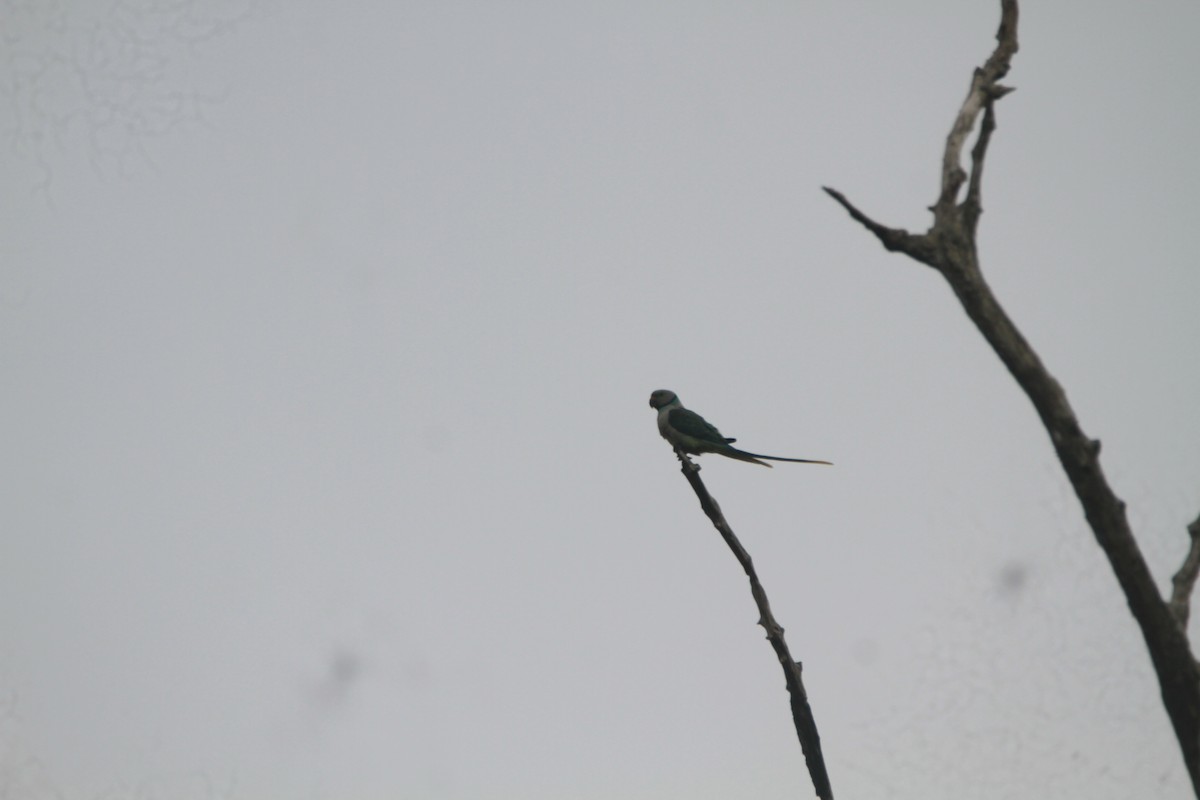 Taubensittich - ML646843105