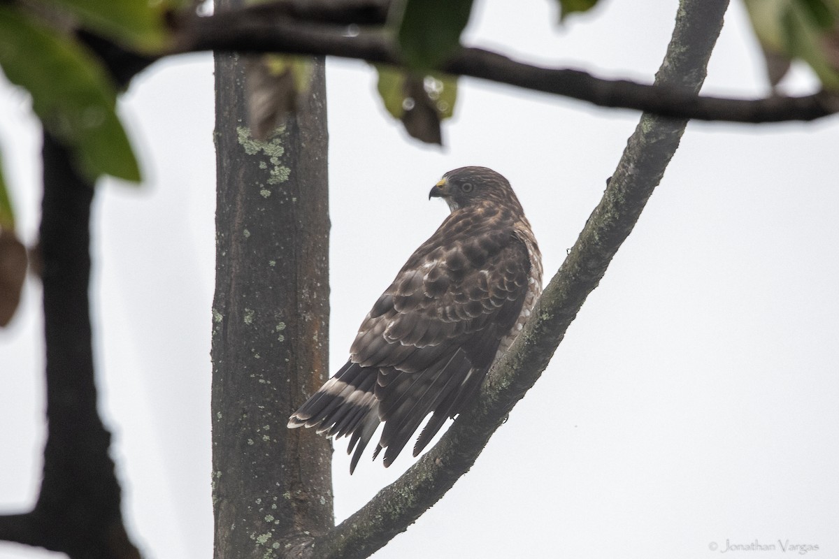 Broad-winged Hawk - ML646843107