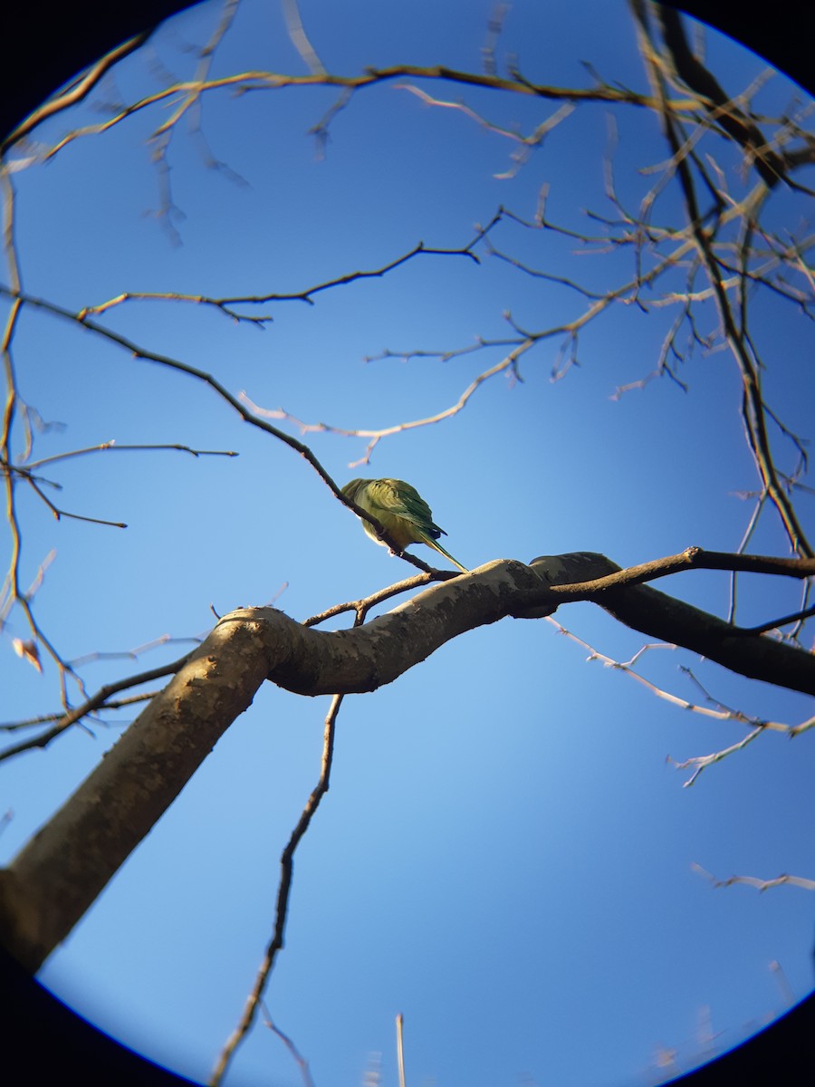 Rose-ringed Parakeet - ML646843108