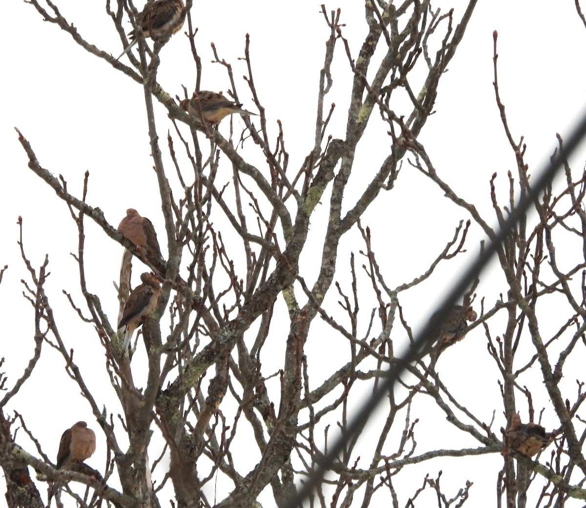 תורית אמריקנית - ML646843109