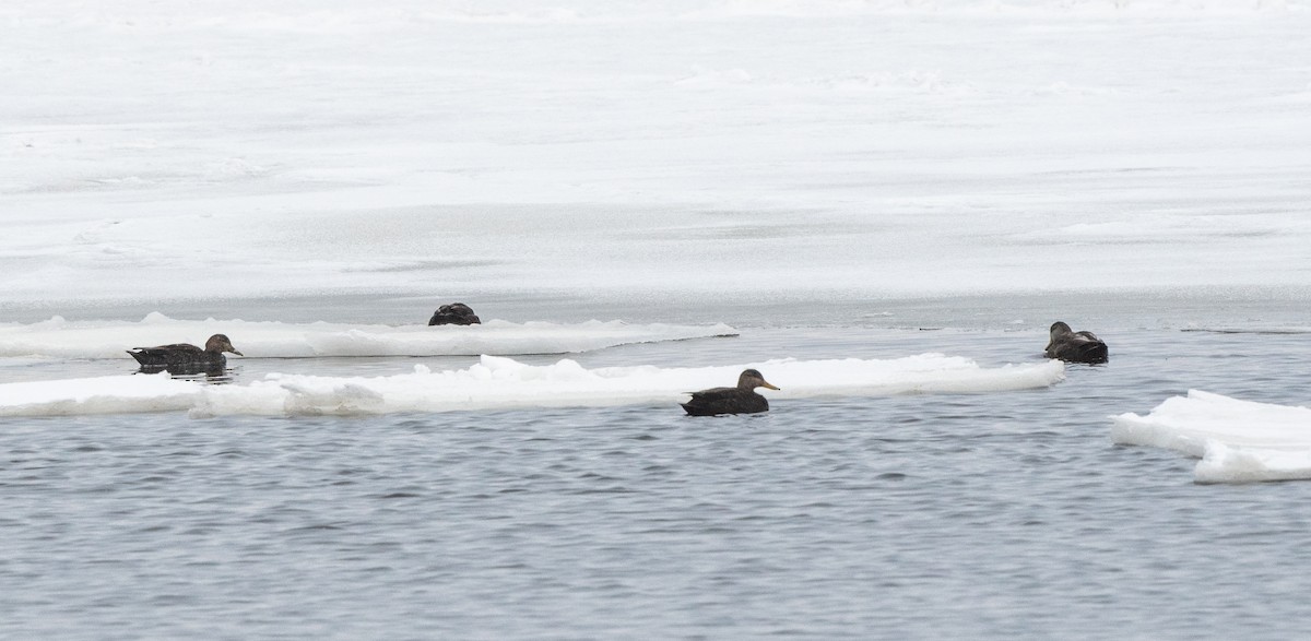 American Black Duck - ML646843110