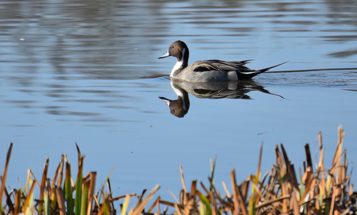 ברווז חד-זנב - ML646843111