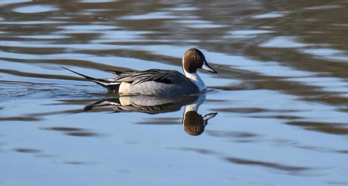 ברווז חד-זנב - ML646843112