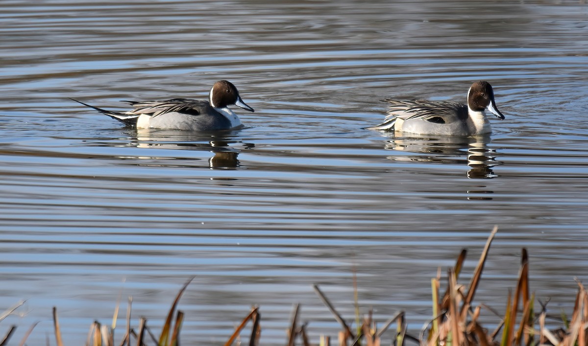 ברווז חד-זנב - ML646843113