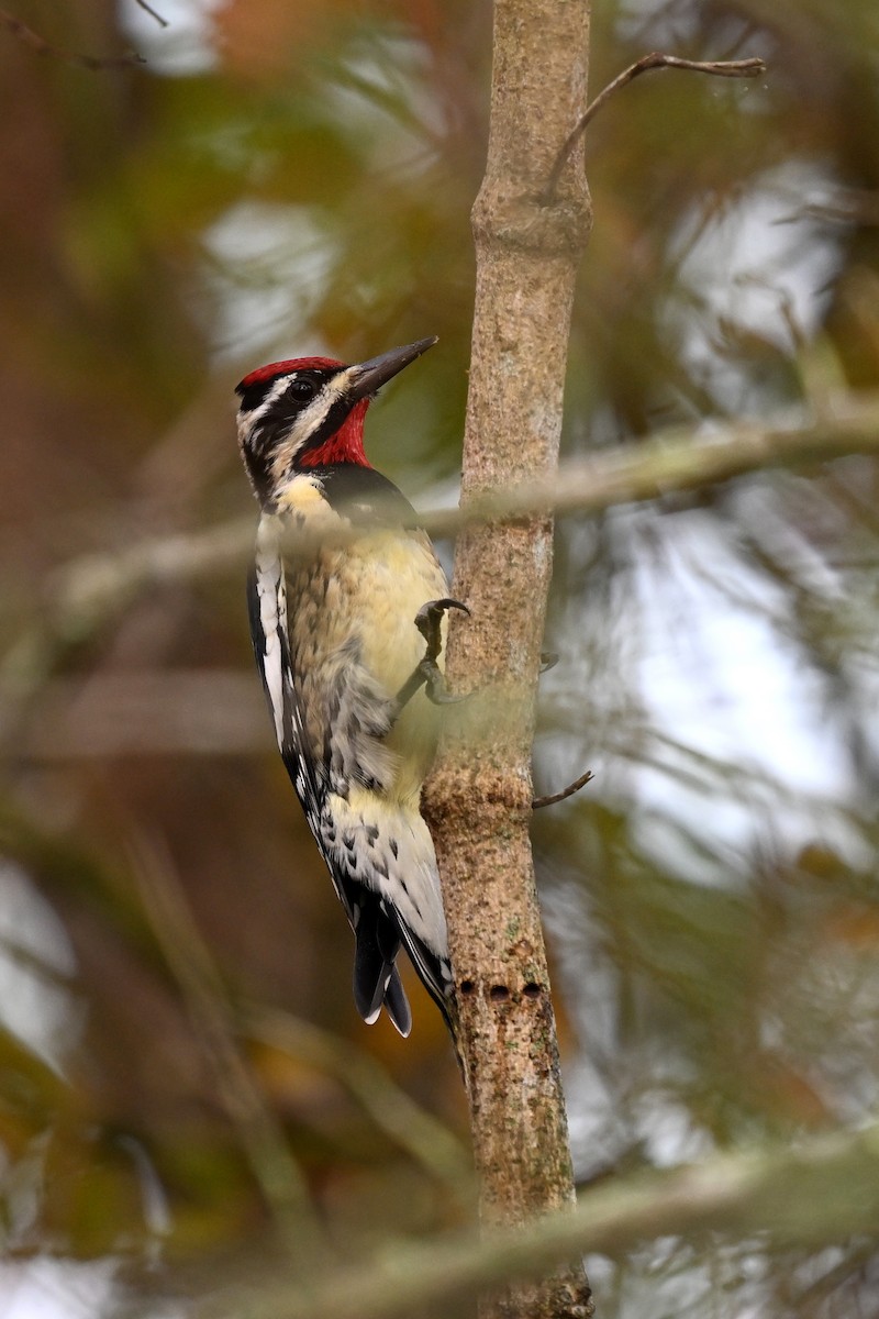 נקר צהוב-בטן - ML646843114