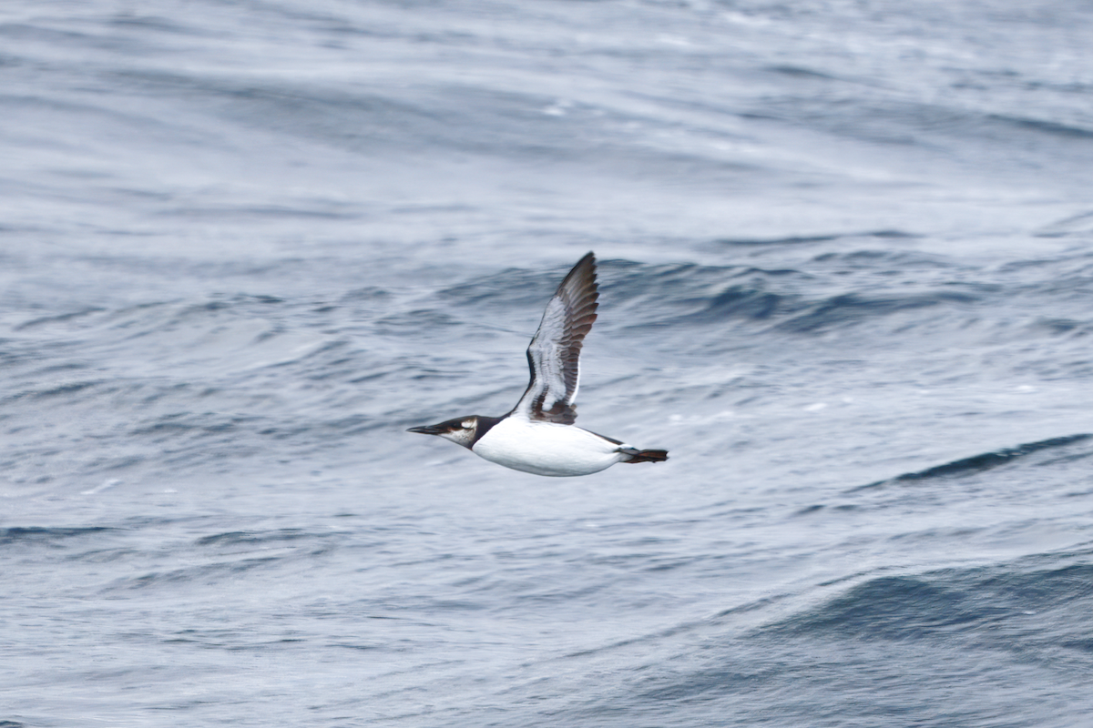 Arao Común - ML646843118