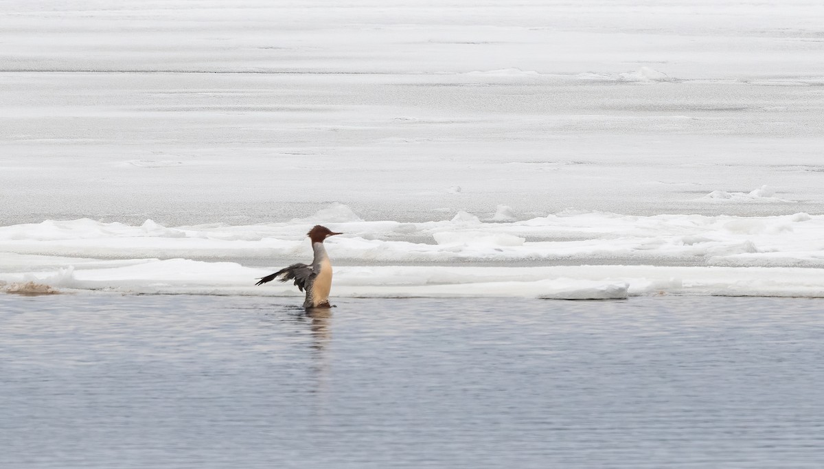 Common Merganser - ML646843119