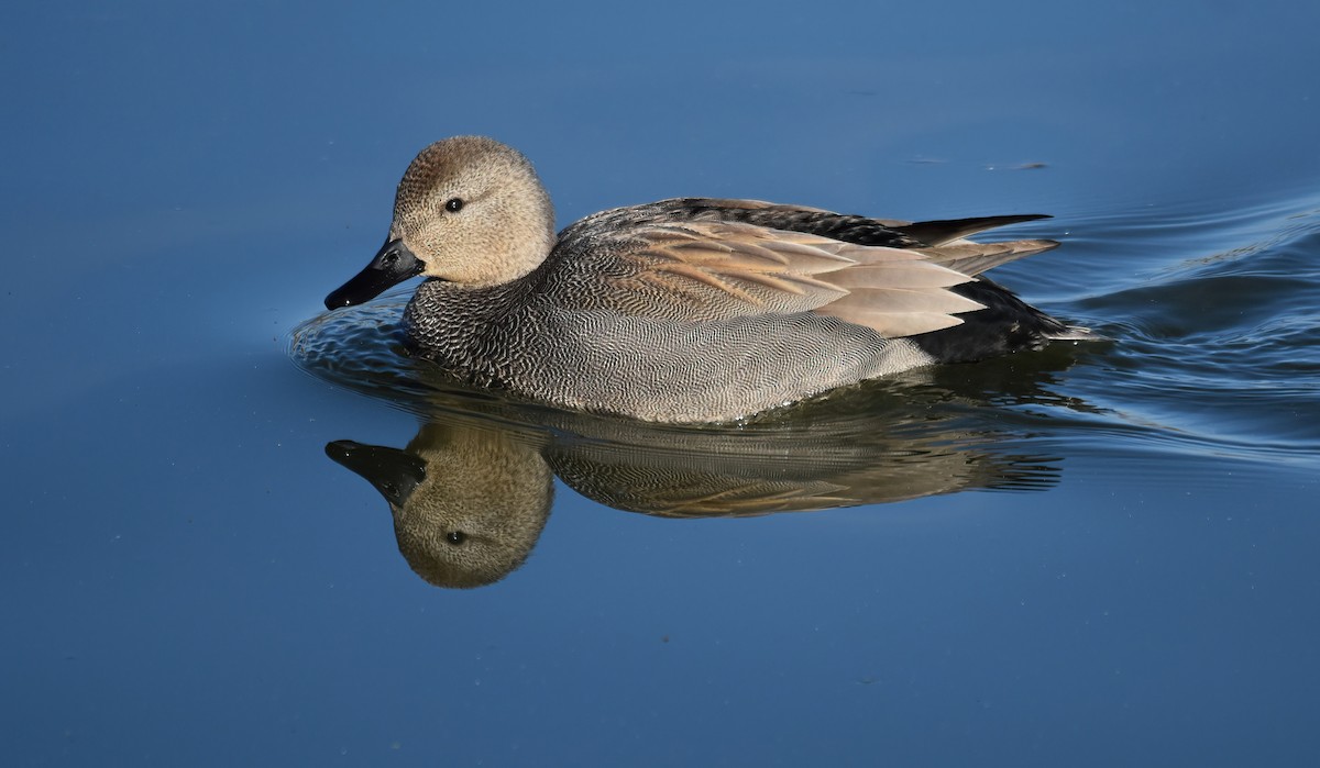 ברווז אפור - ML646843120
