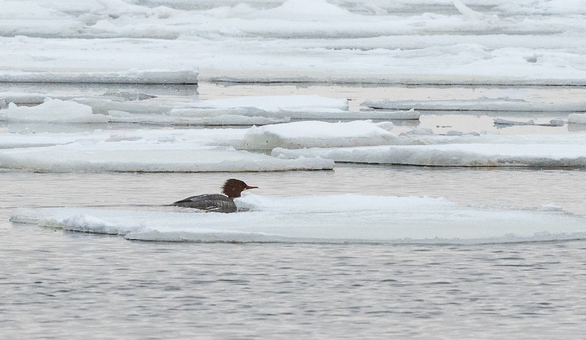 Common Merganser - ML646843124