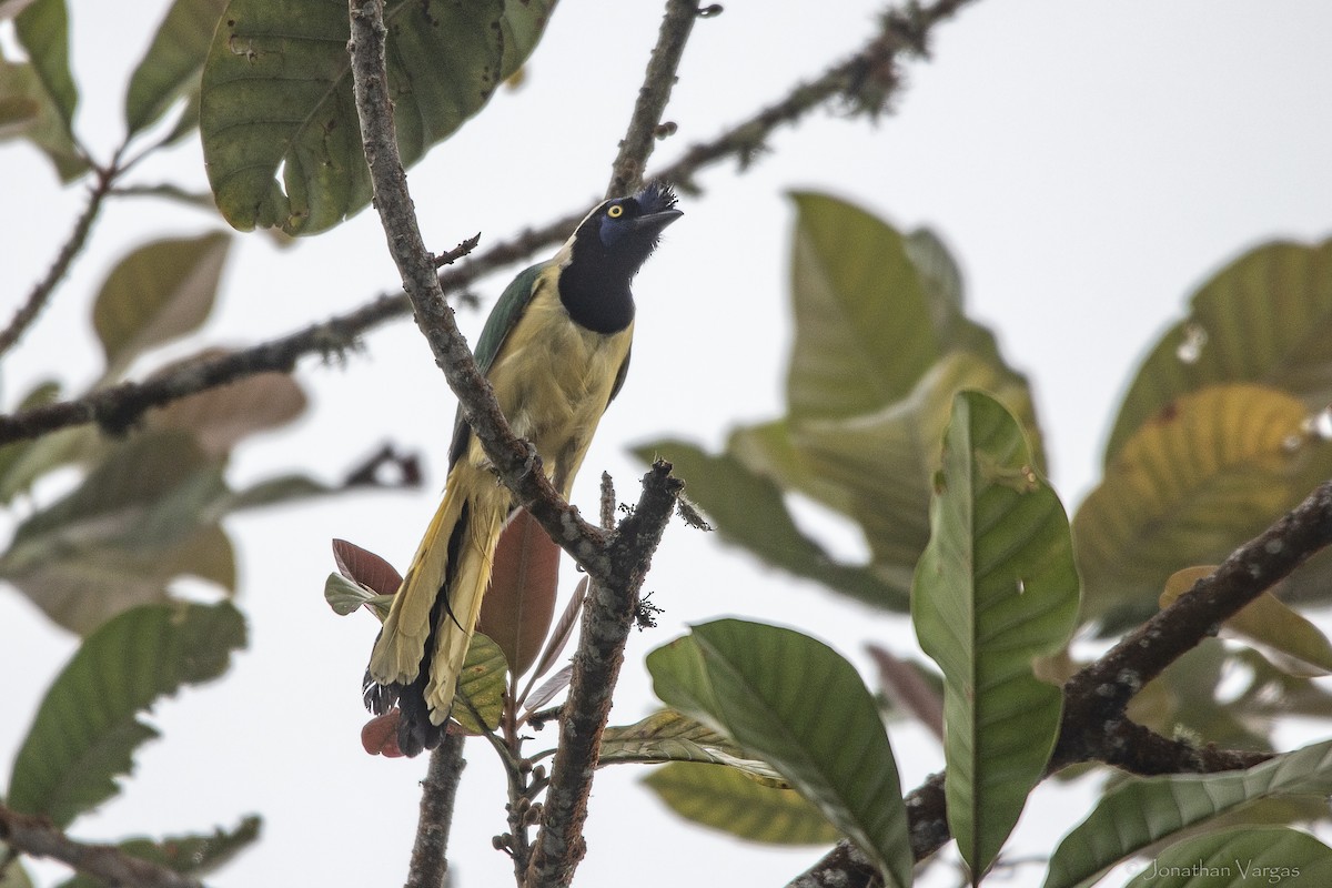 Green Jay - ML646843125