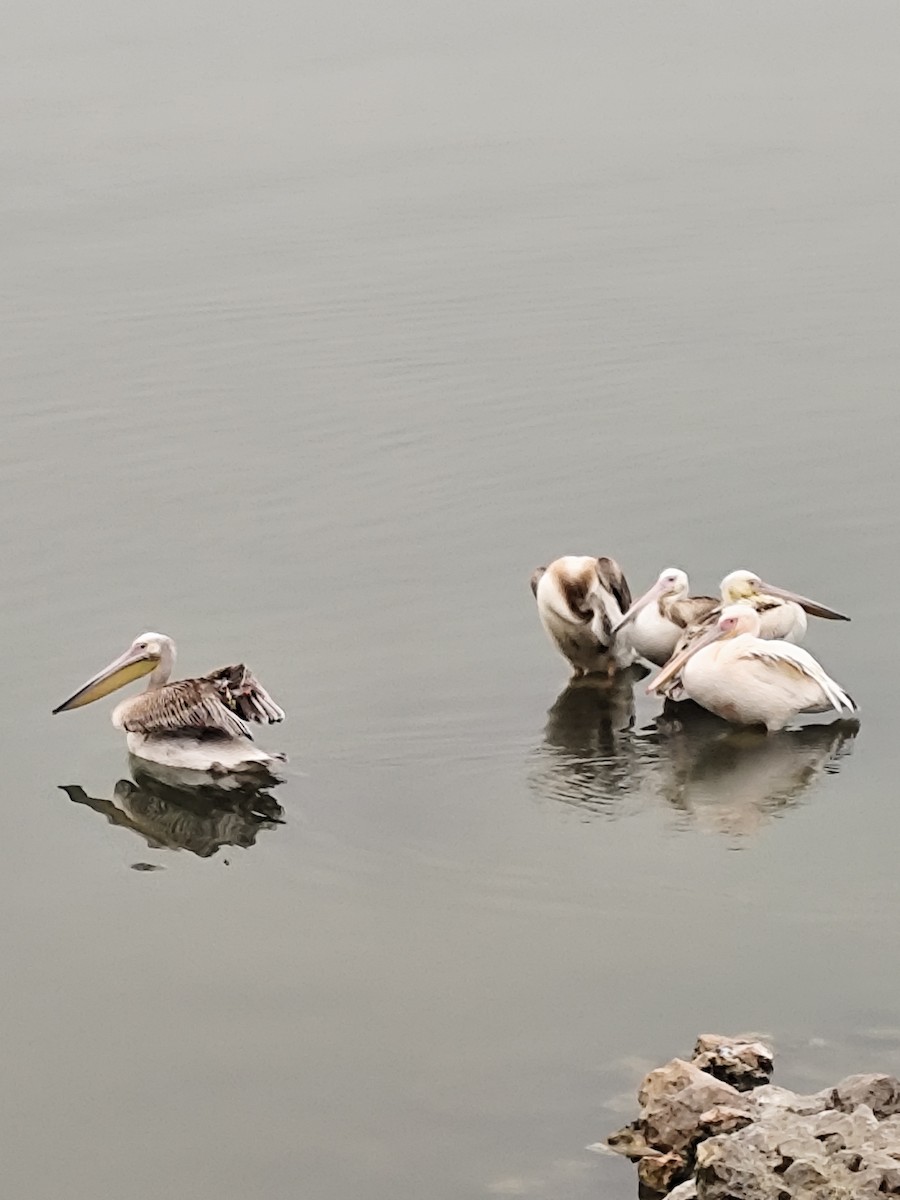 pelikán bílý - ML646843126