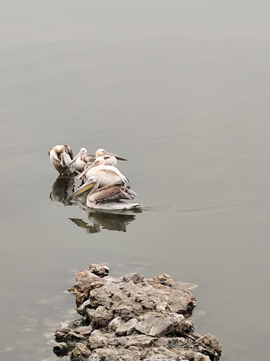 pelikán bílý - ML646843127