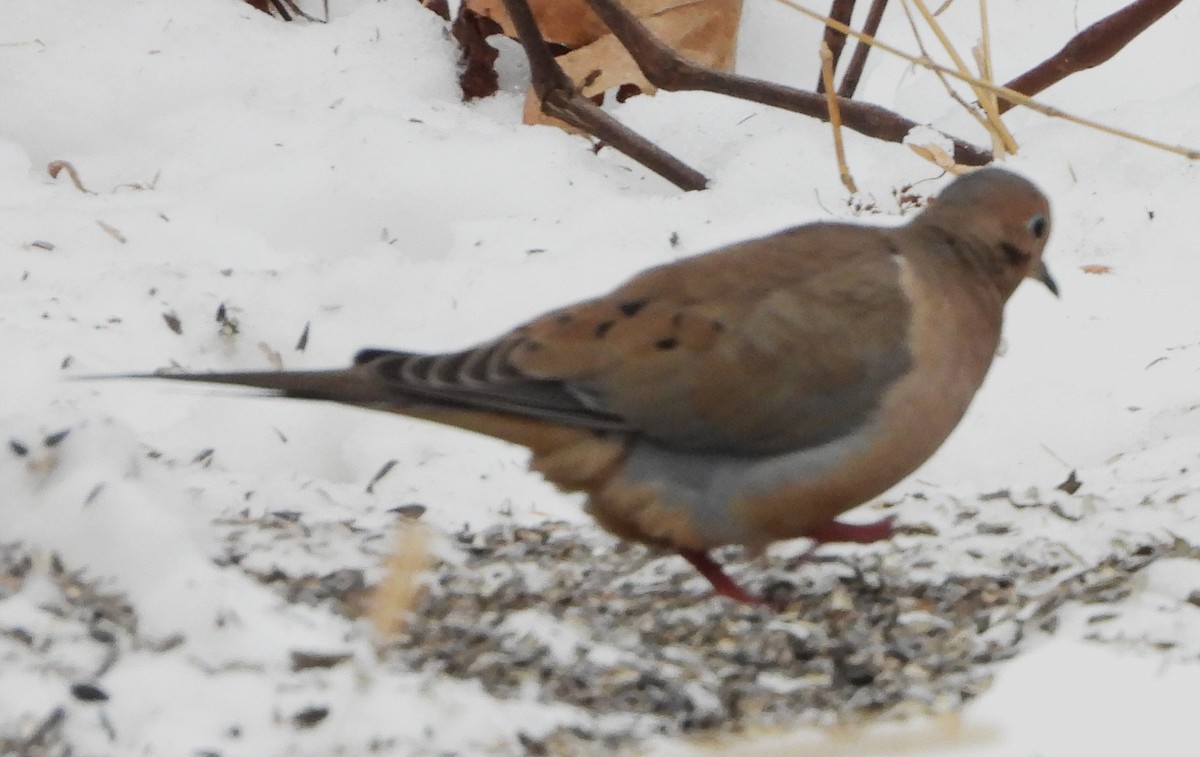 תורית אמריקנית - ML646843128