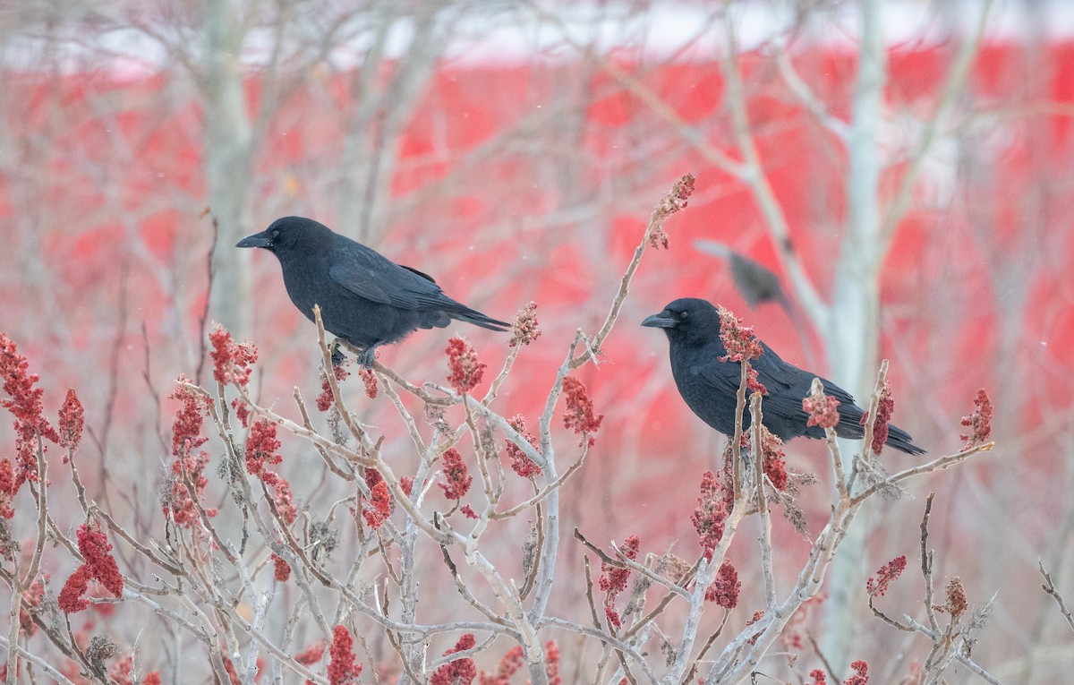 American Crow - ML646843132